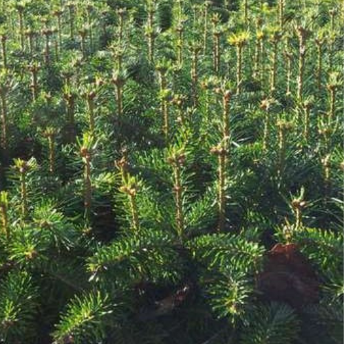 Jodła Kaukaska sadzonki