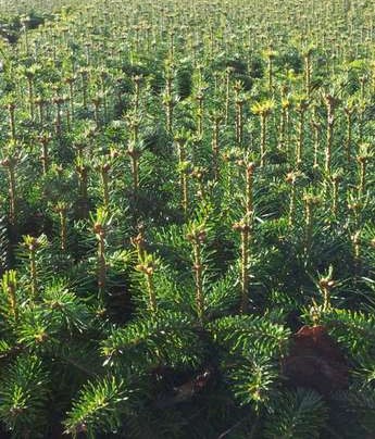 Jodła Kaukaska sadzonki - obrazek 5