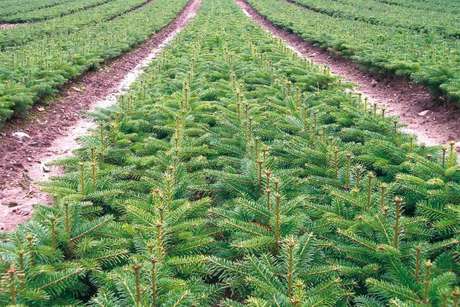 Jodła Kaukaska sadzonki - obrazek 4