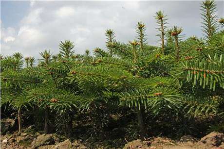 Jodła Kaukaska sadzonki - obrazek 2