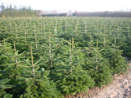 Jodła Kaukaska sadzonki - obrazek 3