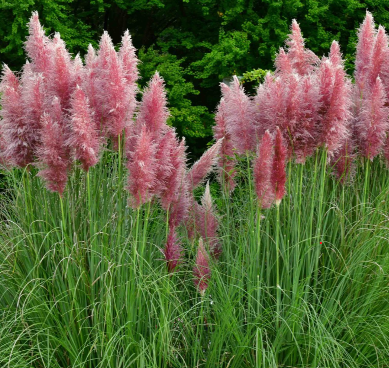 Różowa TRAWA PAMPASOWA sadzonki w donicy P11 Cortaderia selloana Rosea - obrazek 3