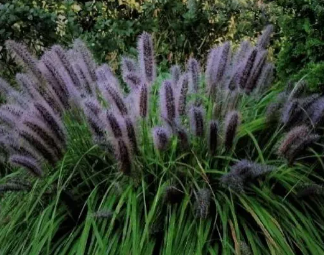 Trawa Rozplenica japońska BLACK BEAUTY ozdobna sadzonki w donicy P9