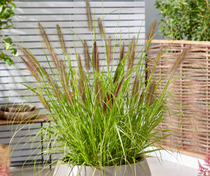 Trawa Rozplenica japońska BLACK BEAUTY ozdobna sadzonki w donicy P9 - obrazek 5