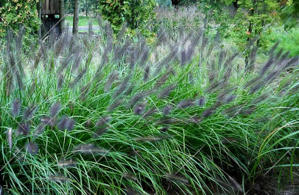 Trawa Rozplenica japońska BLACK BEAUTY ozdobna sadzonki w donicy P9 - obrazek 6