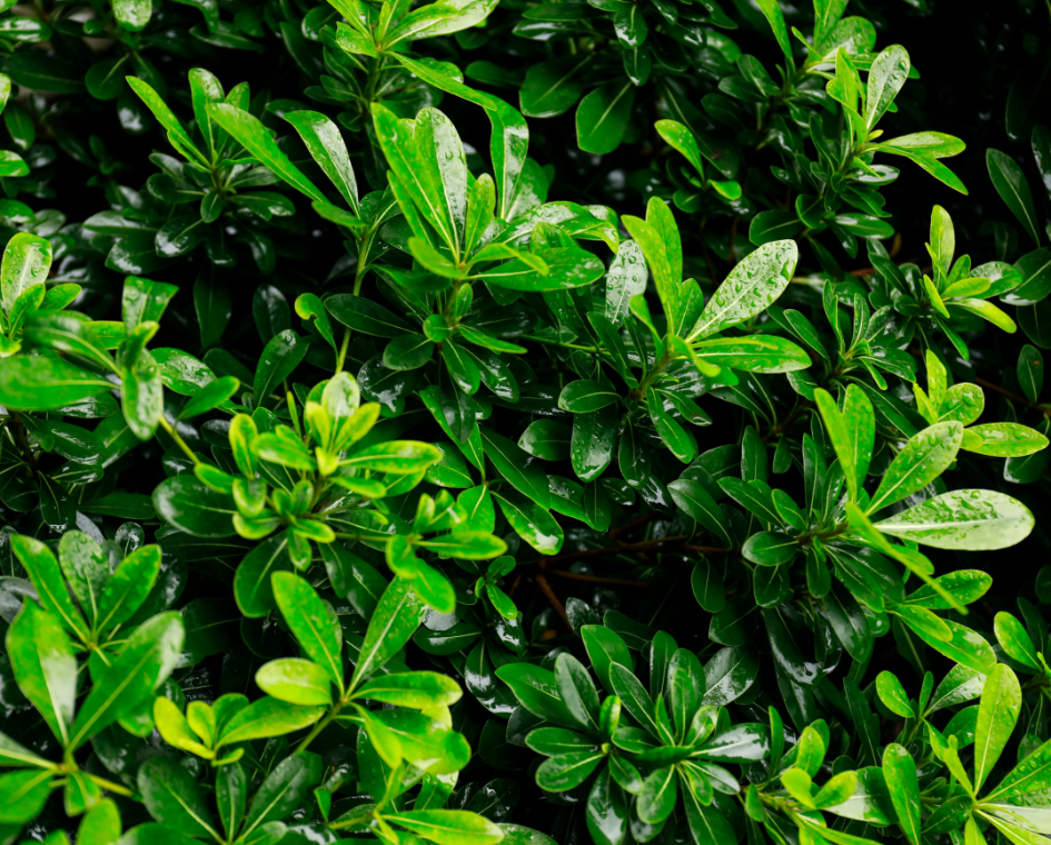 Laurowiśnia Novita w DONICZCE - obrazek 3