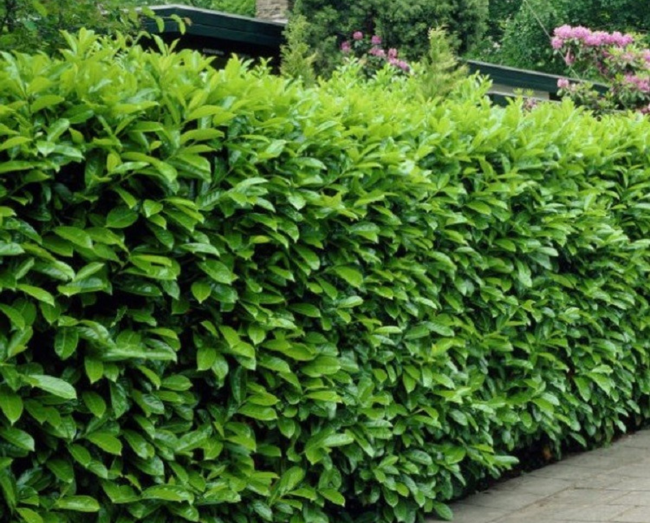 Laurowiśnia Novita w DONICZCE - obrazek 2