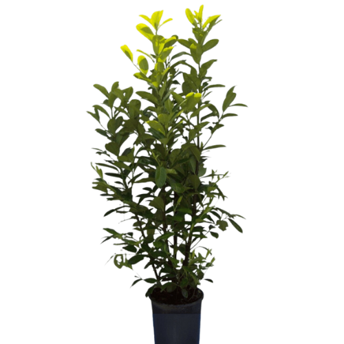 Laurowiśnia Caucasica w DONICZCE - obrazek 8