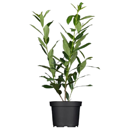 Laurowiśnia Caucasica w DONICZCE - obrazek 6