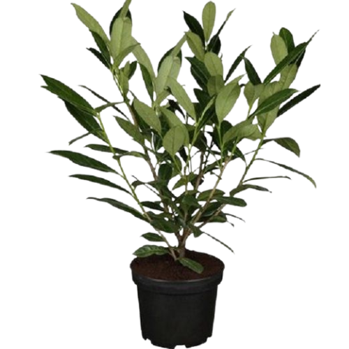 Laurowiśnia Caucasica w DONICZCE - obrazek 7