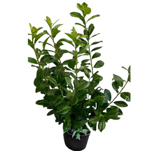 Laurowiśnia Novita w DONICZCE - obrazek 7