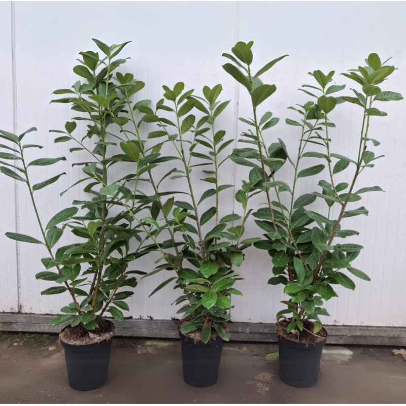 Laurowiśnia Novita w DONICZCE - obrazek 4