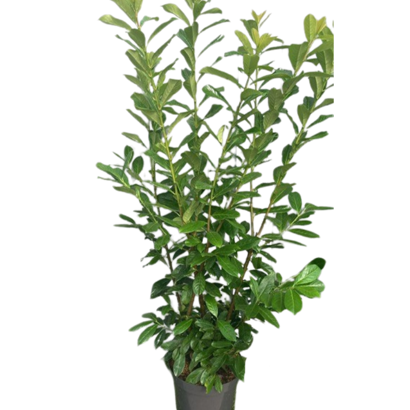 Laurowiśnia Novita w DONICZCE - obrazek 6