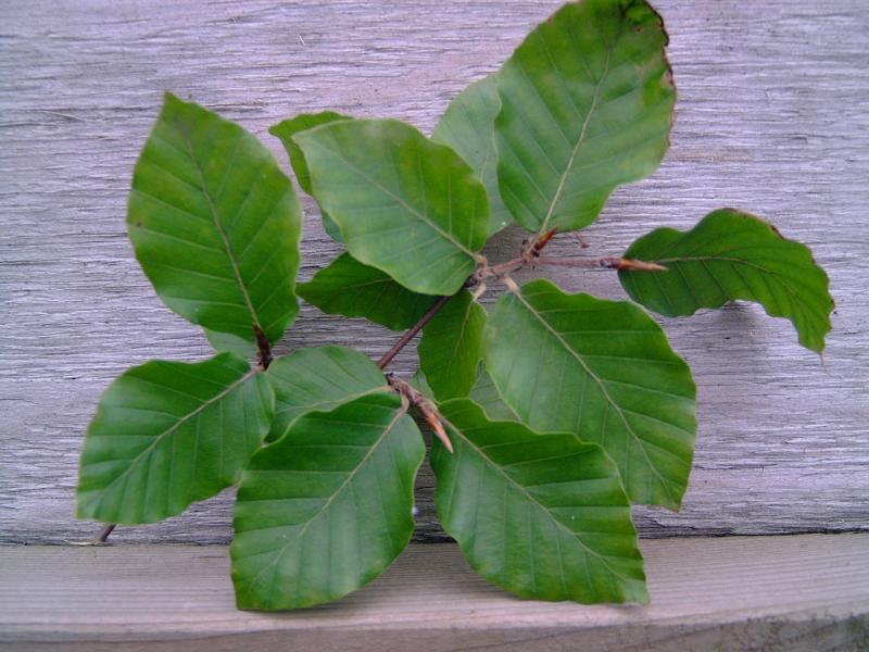 Buk Pospolity sadzonki SZKÓŁKOWANE na żywopłot Fagus Sylvatica - obrazek 6
