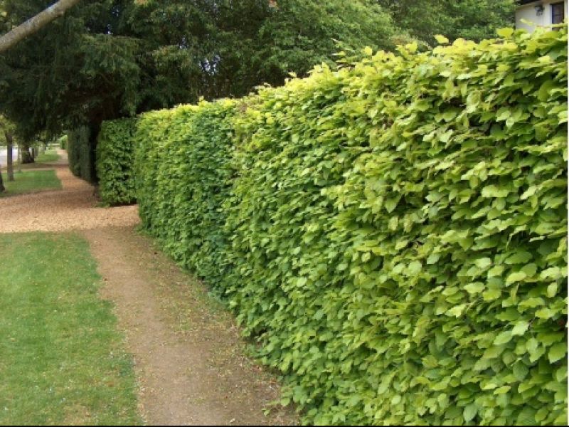 Buk Pospolity sadzonki SZKÓŁKOWANE na żywopłot Fagus Sylvatica