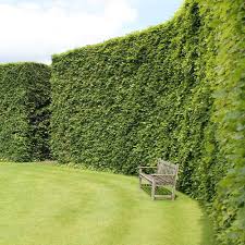 Buk Pospolity sadzonki SZKÓŁKOWANE na żywopłot Fagus Sylvatica - obrazek 3